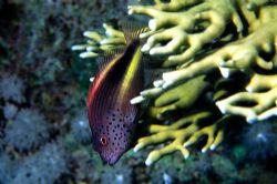 hawkfish - Nikon coolpix 5000 by Nicola Cadel 